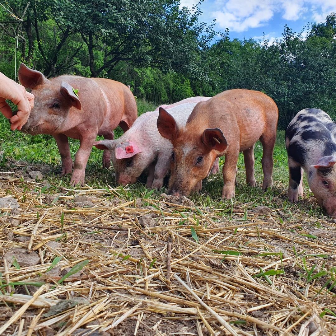 Schweine